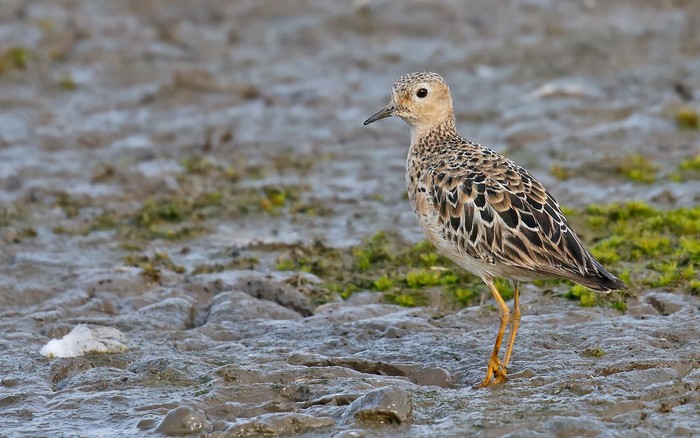 Buff-breasted Sandpiper
