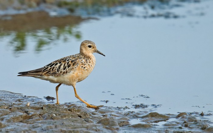 Buff-breasted Sandpiper