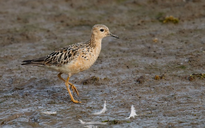 Buff-breasted Sandpiper
