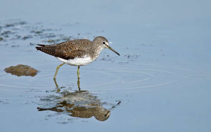 Green Sandpiper