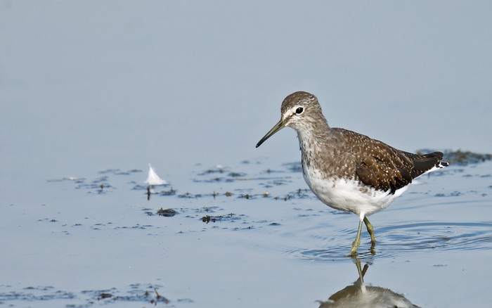 Green Sandpiper