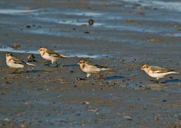 Snow Bunting