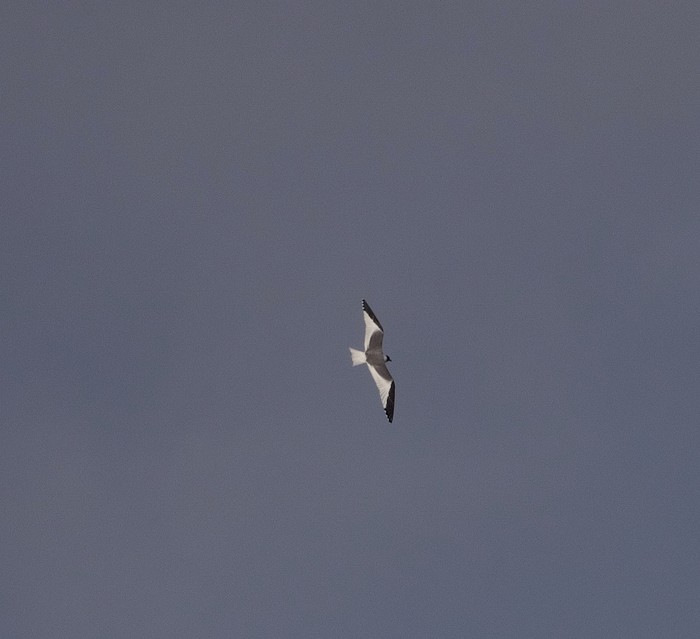 Sabine's Gull
