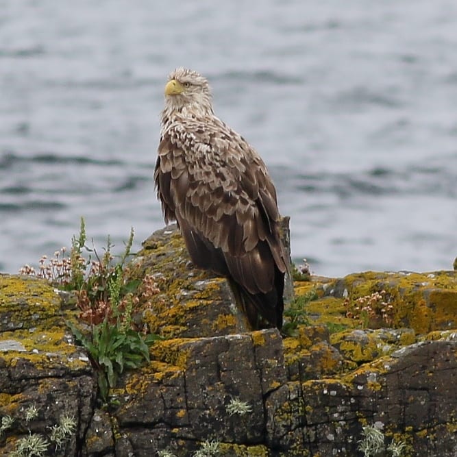 White-tailed Eagle