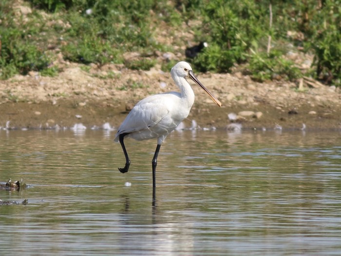 Spoonbill