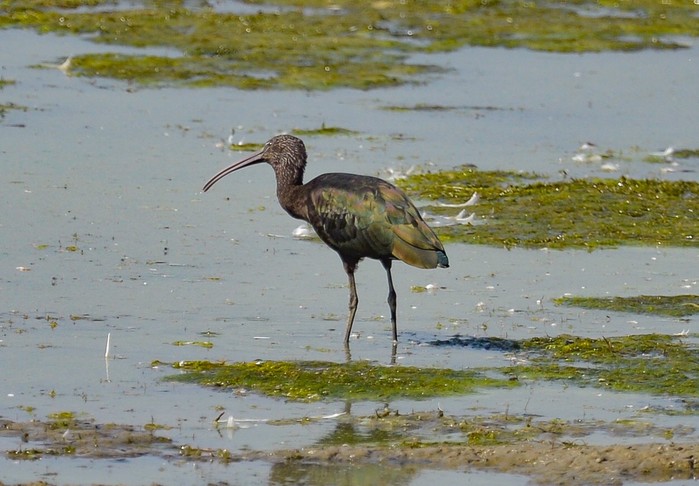 Glossy Ibis