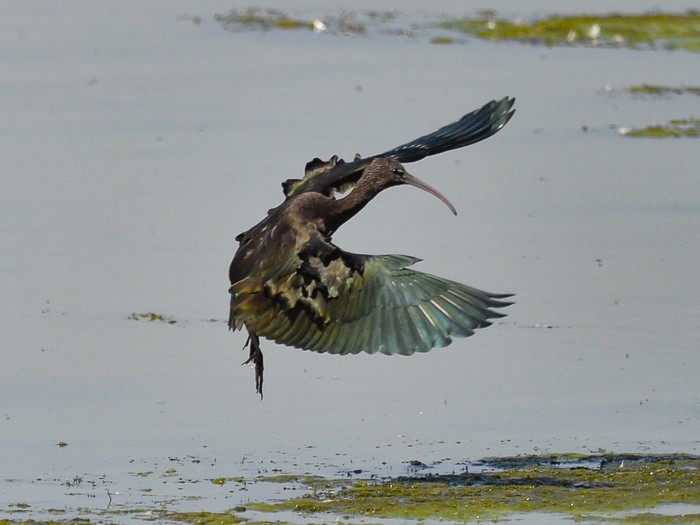 Glossy Ibis