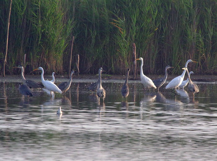 Great White Egret