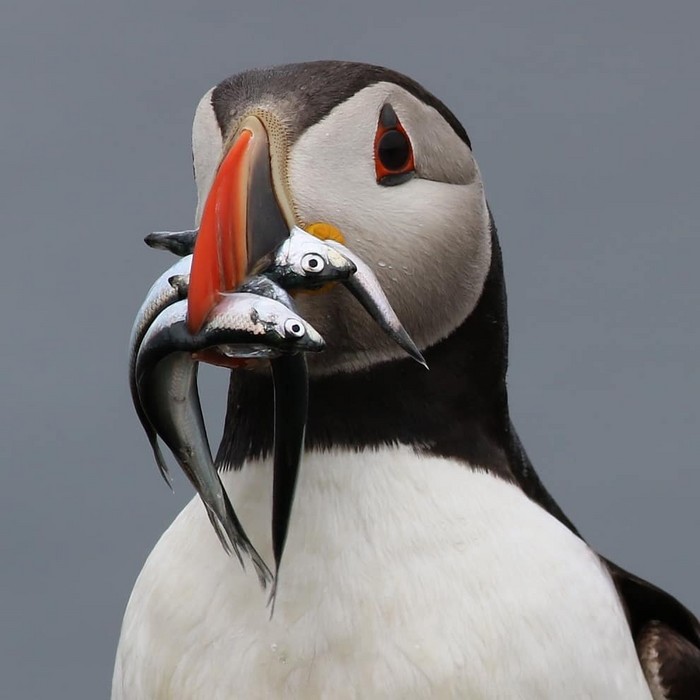 Puffin