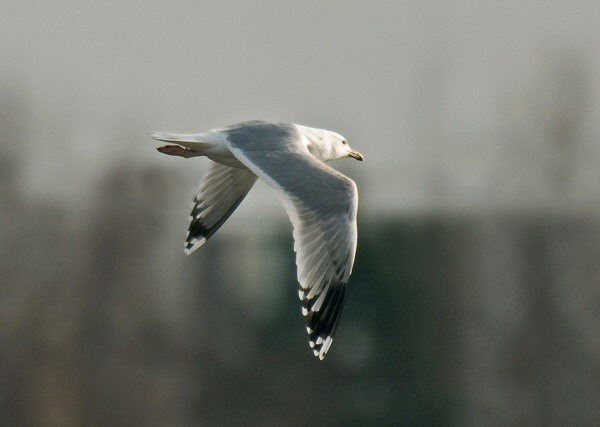 Caspian Gull