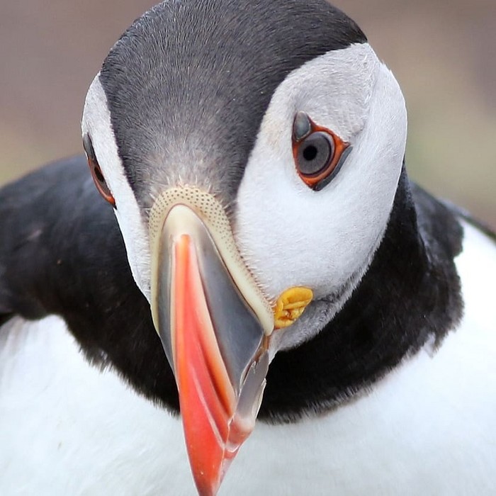 Puffin