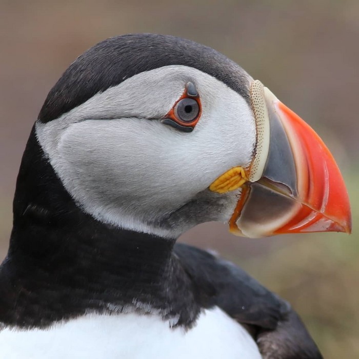 Puffin