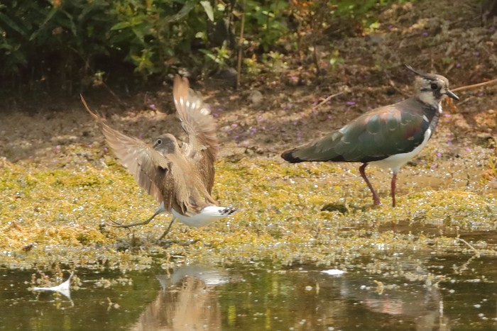 Green Sandpiper