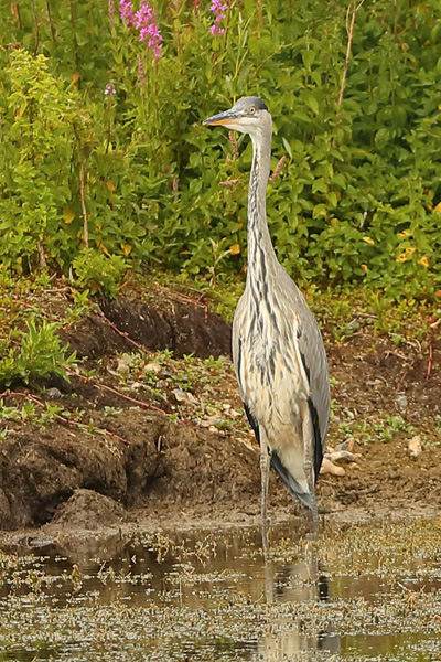 Grey Heron