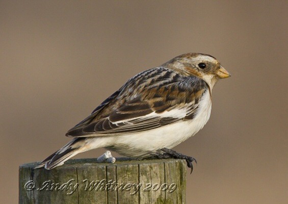 Snow Bunting