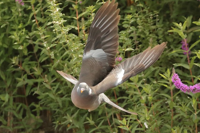 Woodpigeon