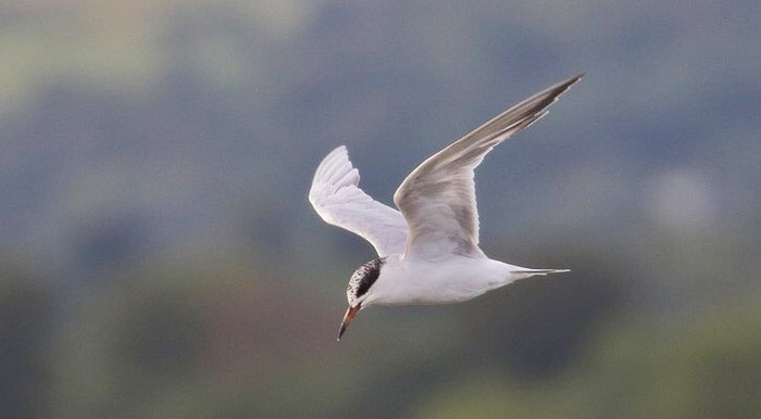 Forster's Tern