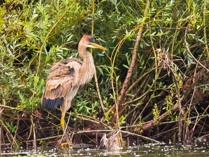 Purple Heron