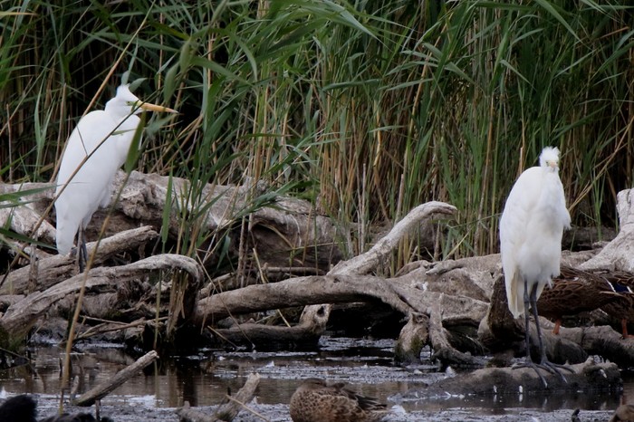 Great White Egret