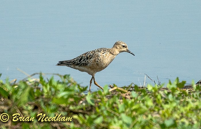 Buff-breasted Sandpiper