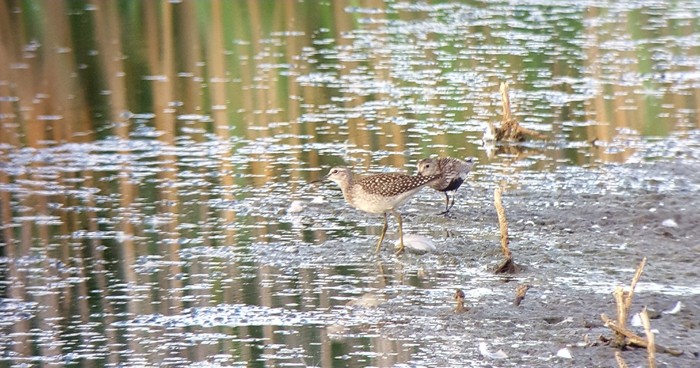 Wood Sandpiper