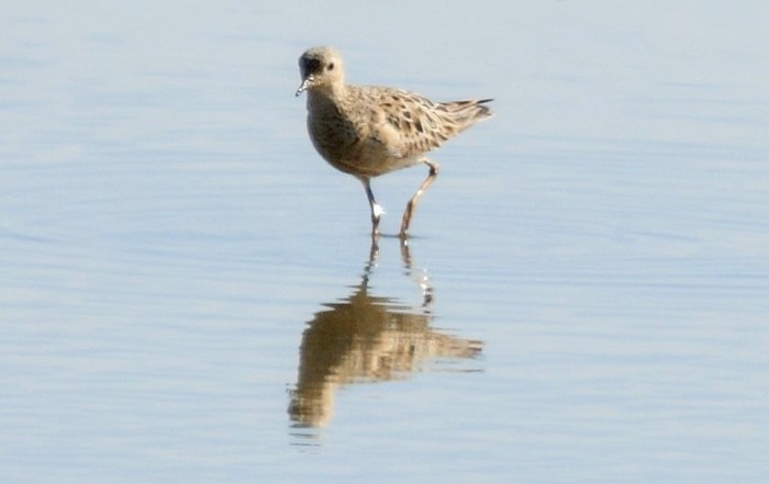Buff-breasted Sandpiper