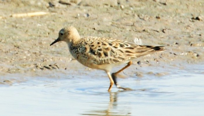 Buff-breasted Sandpiper