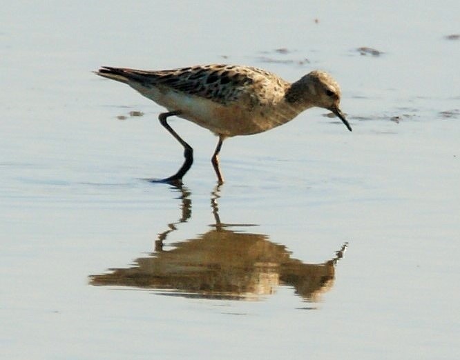 Buff-breasted Sandpiper