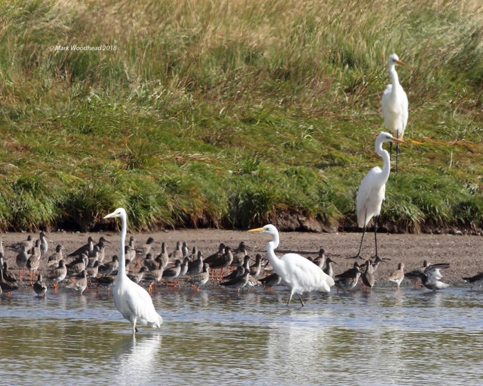Great White Egret