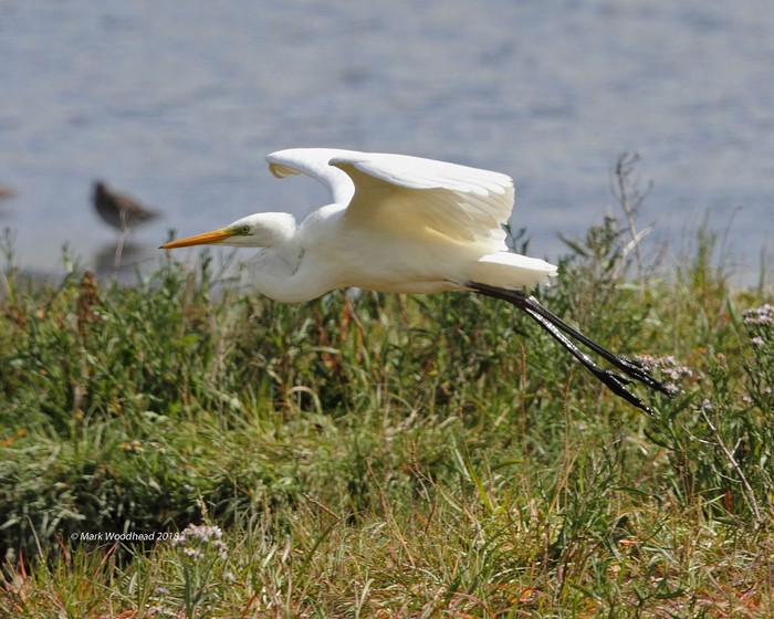 Great White Egret