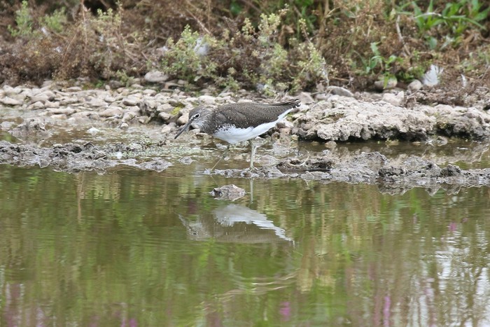Green Sandpiper