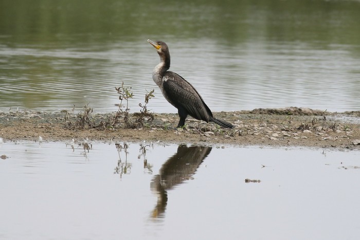 Cormorant