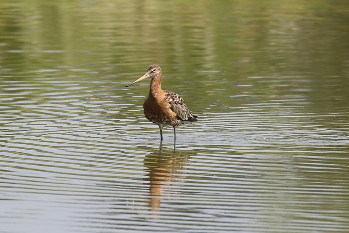 Black-tailed Godwit