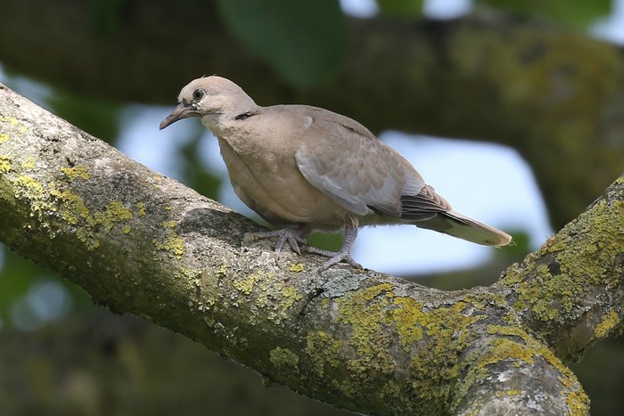 Collared Dove