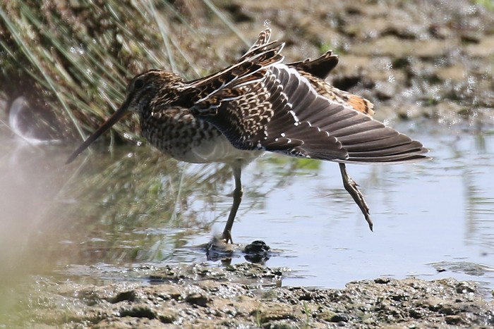 Snipe