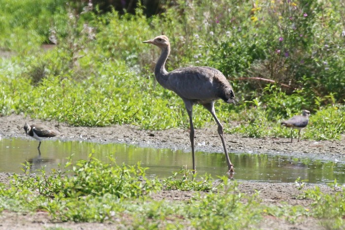 Common Crane