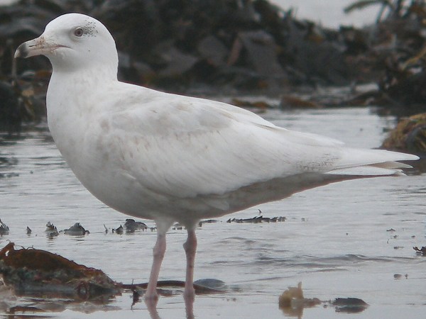 Glaucous Gull