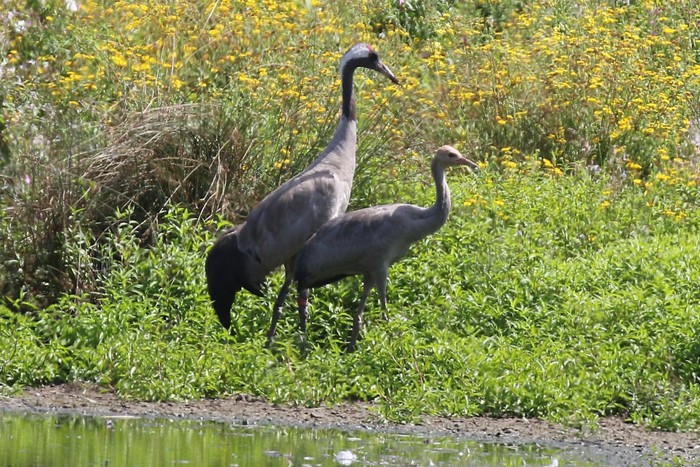 Common Crane