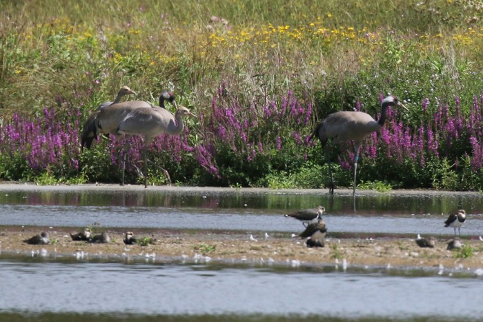 Common Crane