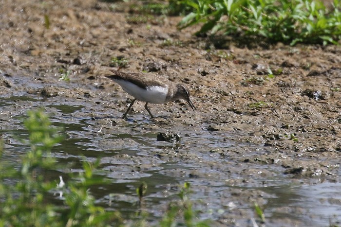 Common Sandpiper