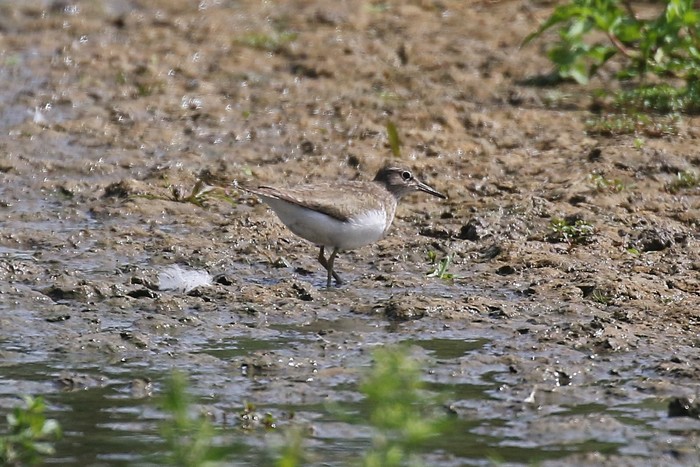 Common Sandpiper