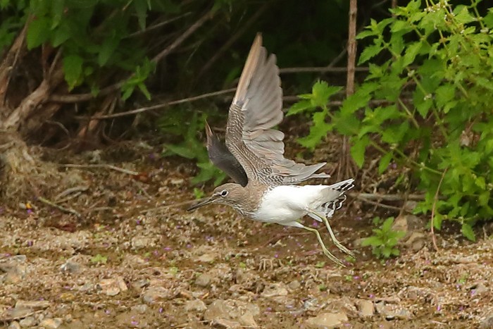 Green Sandpiper