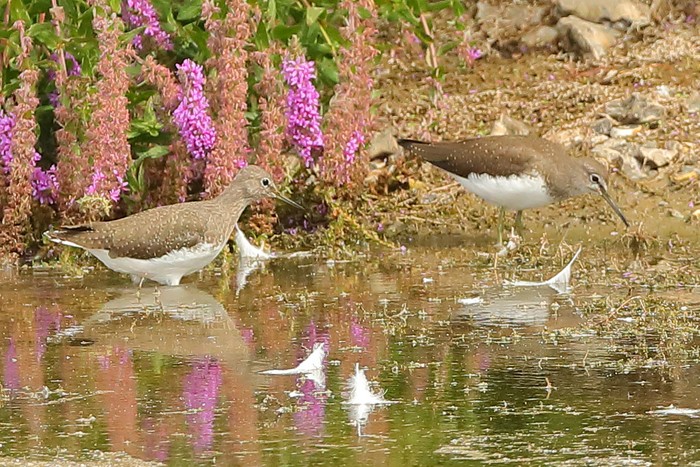 Green Sandpiper