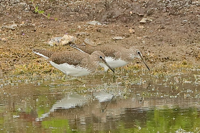 Green Sandpiper