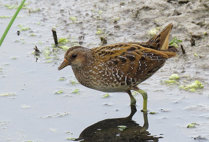 Spotted Crake