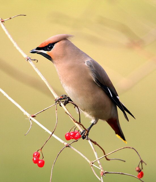 Waxwing