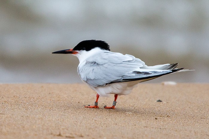 Roseate Tern