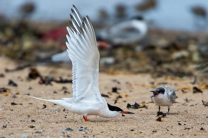 Roseate Tern