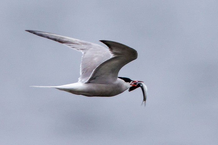Arctic Tern