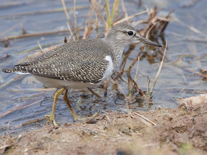 Common Sandpiper